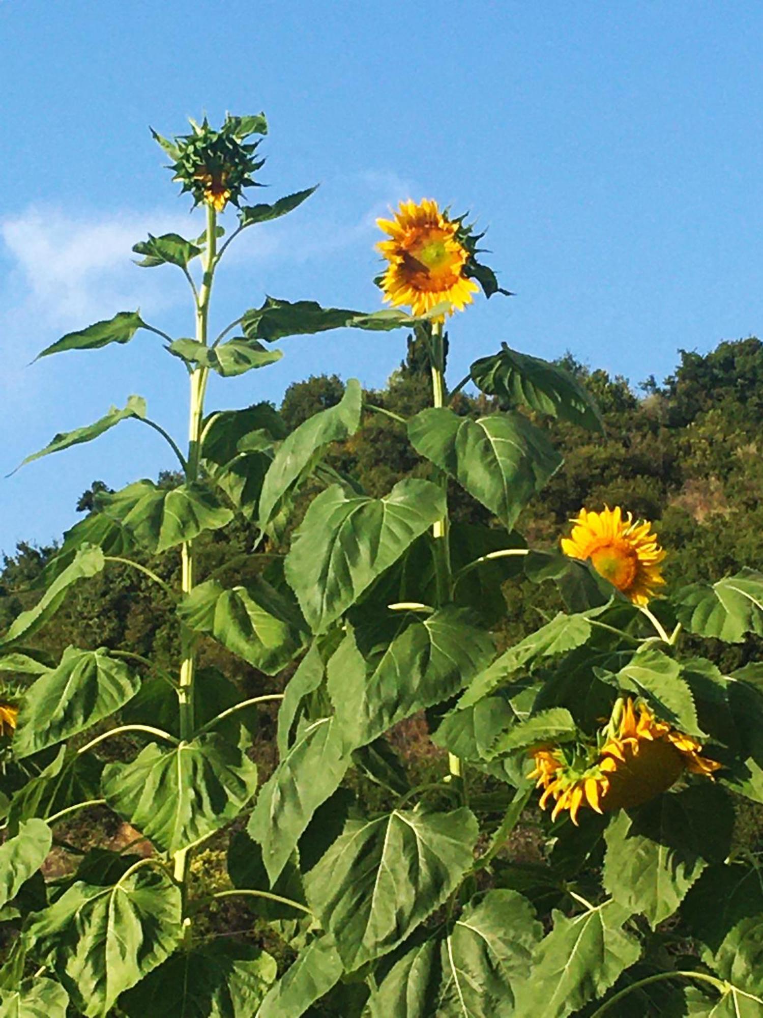 Gasthof Sunflower