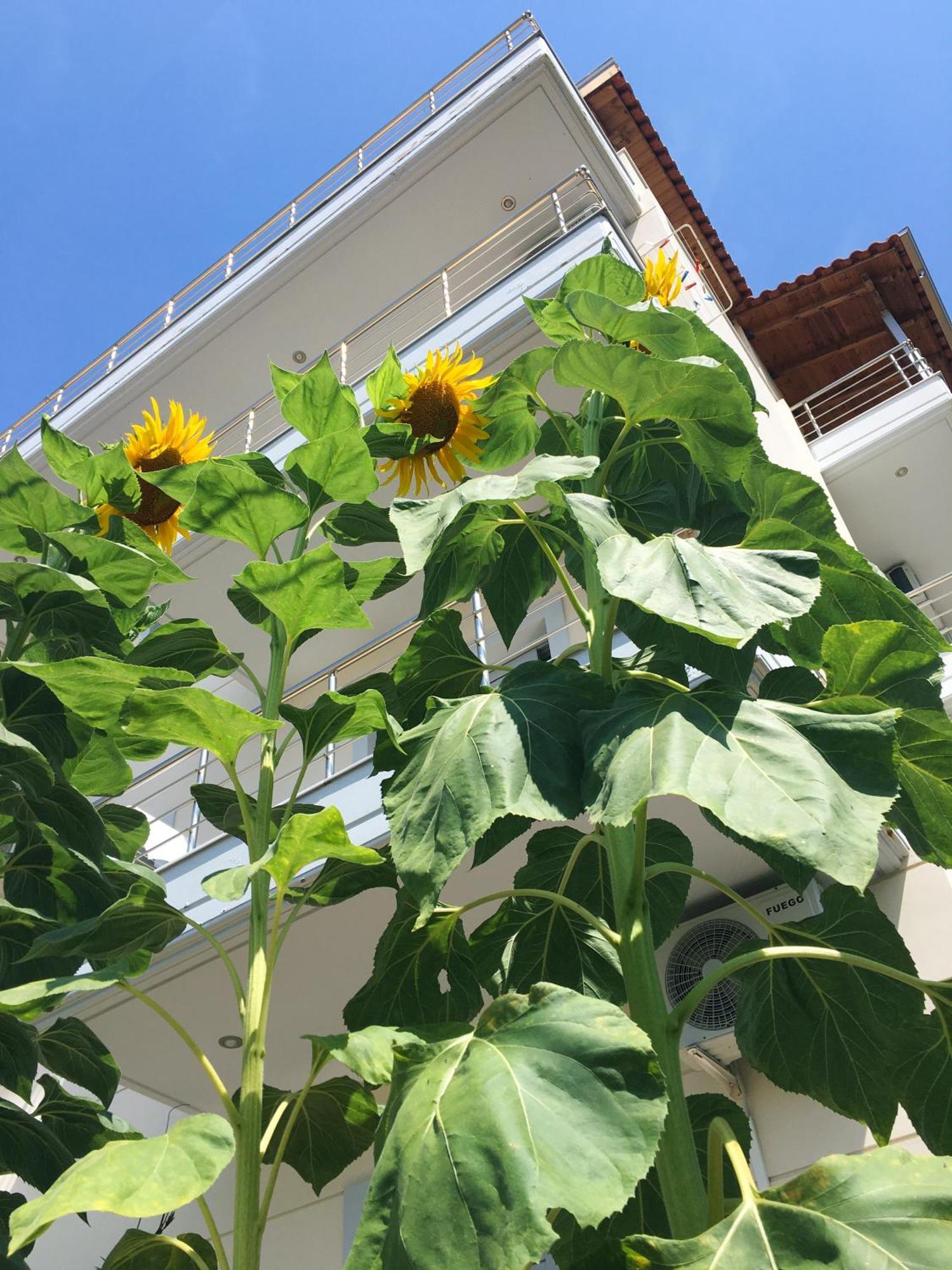 Sunflower Himarë