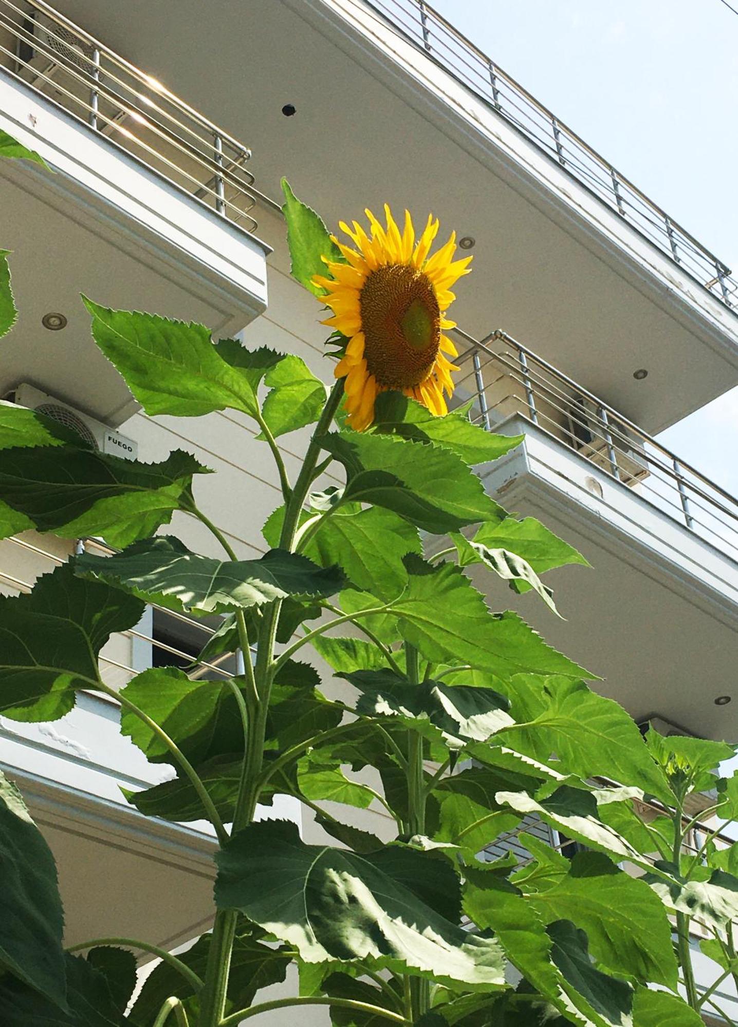 Sunflower